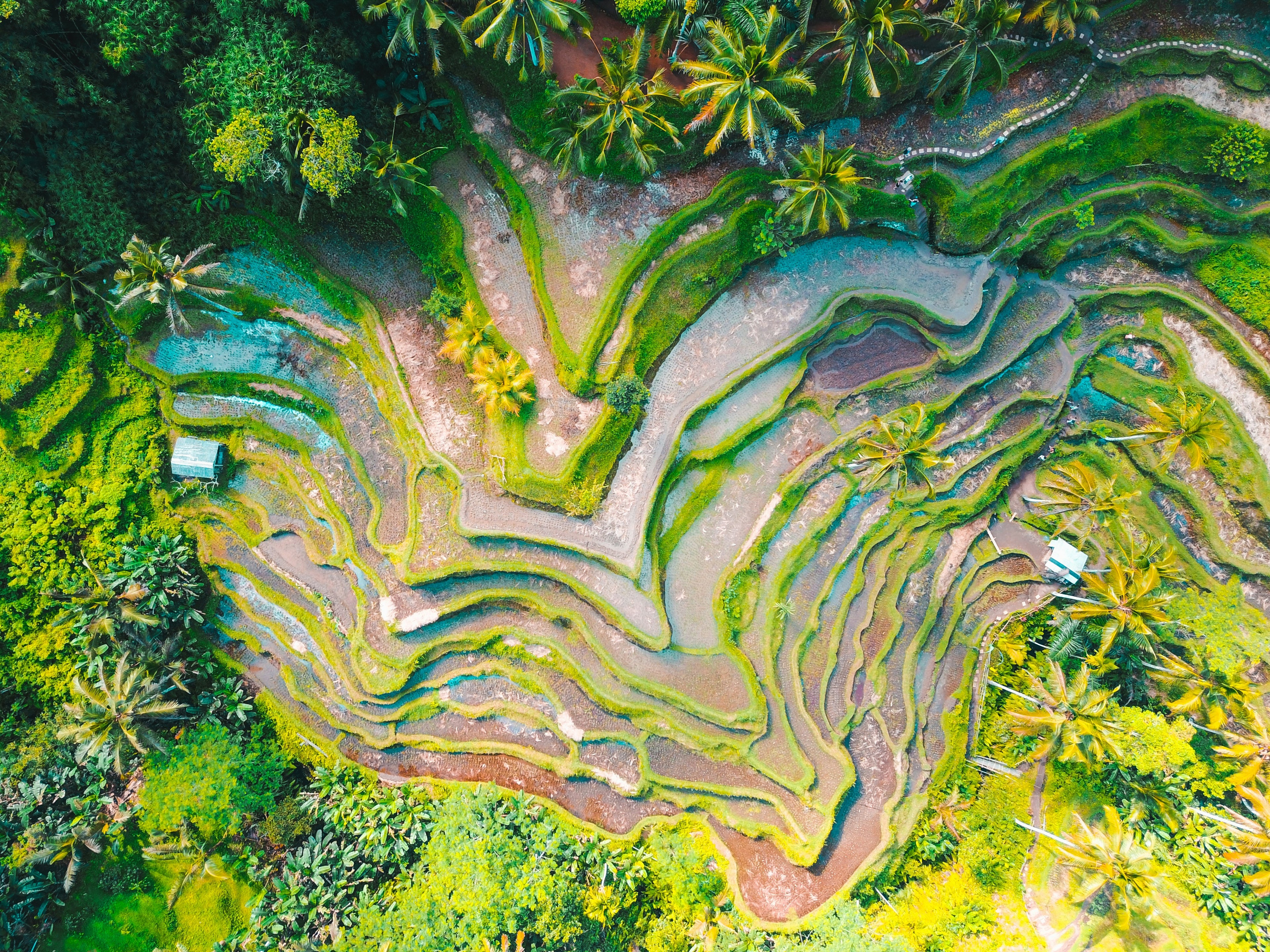 Aerial view of Bali rice terrace 